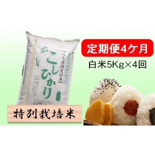 ふるさと納税 米 コシヒカリ 岐阜県 池田町 定期便 4カ月 令和8年産 毎月 白米 5kg コシヒカリ