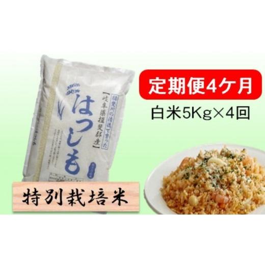 ふるさと納税 米 岐阜県 池田町 定期便 4カ月 令和8年産 毎月 白米 5kg ハツシモ
