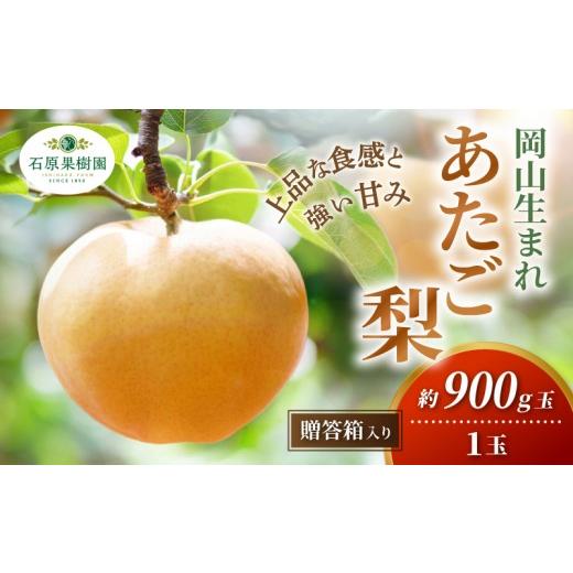 ふるさと納税 梨 岡山県 真庭市 梨 あたご梨 先行予約 1玉 贈答箱 赤秀 約900g 岡山県産 | あたご梨 愛宕梨 梨 特選品 上級品 贈り物 御歳暮 果物 くだもの フ…