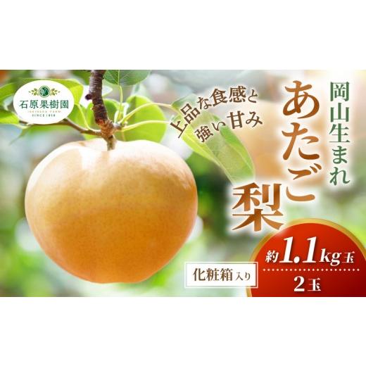 ふるさと納税 梨 岡山県 真庭市 梨 あたご梨 先行予約 約1.1kg玉2玉 化粧贈答箱 赤秀 岡山県産 | あたご梨 愛宕梨 梨 特選品 上級品 贈り物 御歳暮 果物 くだ…