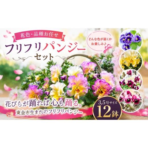 ふるさと納税 雑貨・日用品 花 千葉県 東金市 フリフリパンジー 花色 品種 お任せ 3.5号 x 12鉢 花 パンジー フリル ガーデニング 園芸 家庭園芸 花育て ベラ…
