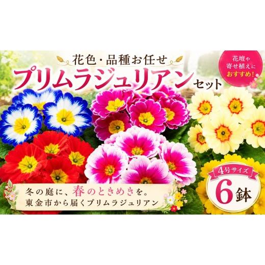ふるさと納税 雑貨・日用品 花 千葉県 東金市 プリムラジュリアン 花色 品種 お任せ 4号 x 6鉢 花 フワラー ピンク 赤 むらさき 白 黄色 園芸 家庭園芸 花育て…