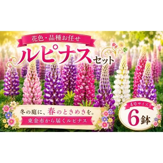 ふるさと納税 雑貨・日用品 花 千葉県 東金市 花 ルピナス 花色 品種 お任せ 4号 x 6鉢 フワラー ピンク 赤 むらさき 白 黄色 園芸 家庭園芸 花育て ベランダ …