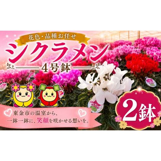 ふるさと納税 雑貨・日用品 花 千葉県 東金市 シクラメン 花色 品種 お任せ 4号 x 2鉢 鉢植え 室内 玄関 花苗 お花 温室 鉢 ガーデニング 園芸 家庭園芸 花育…