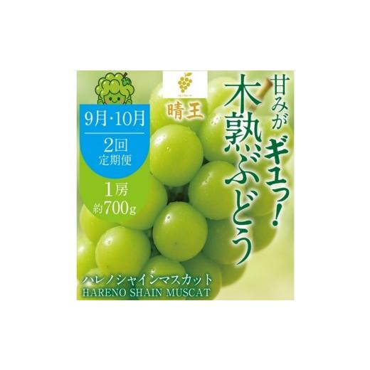 ふるさと納税 ぶどう マスカット 岡山県 玉野市 先行予約 2回 定期便 晴王 木熟ぶどう ハレノシャイン シャインマスカット晴王 1房 約700g 9月・10月発送 種無…