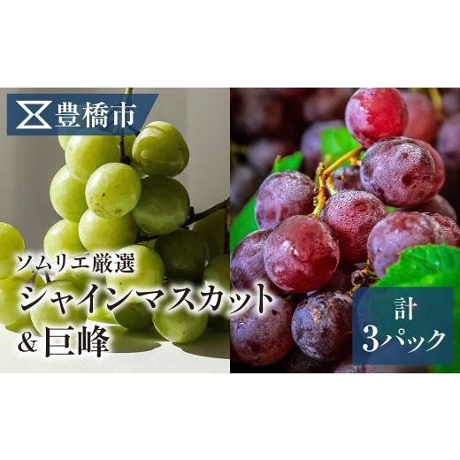 ふるさと納税 ぶどう 巨峰 愛知県 豊橋市 [先行予約]豊橋市産 ぶどう2種詰め合わせ 産地直送 種なし巨峰 シャインマスカット 食べ比べ