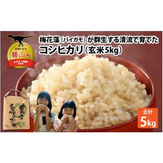 ふるさと納税 米 コシヒカリ 福井県 勝山市 通常販売 令和8年産 梅花藻が群生する清流で育てたコシヒカリ(玄米 5kg×1袋) 2026年9月10日以降順次発送予定│…