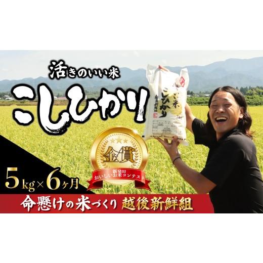 ふるさと納税 米 新潟県 新発田市 定期便 金賞米 コシヒカリ 5kg 6か月 令和8年産 計30kg 新潟 こしひかり 精米 白米 コシヒカリ ご飯 おにぎり 弁当 新潟県…