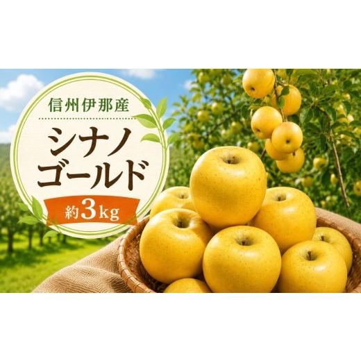 ふるさと納税 りんご 長野県 伊那市 先行受付 信州伊那産 りんご シナノゴールド 約3kg 10月下旬頃から順次発送予定 |りんご リンゴ 林檎 果物 くだもの シ…