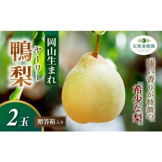 ふるさと納税 梨 岡山県 真庭市 梨 ヤーリー梨 鴨梨 先行予約 2玉 贈答箱 赤秀 岡山県産 | ヤーリー梨 鴨梨 梨 特選品 上級品 贈り物 御歳暮 果物 くだもの フ…