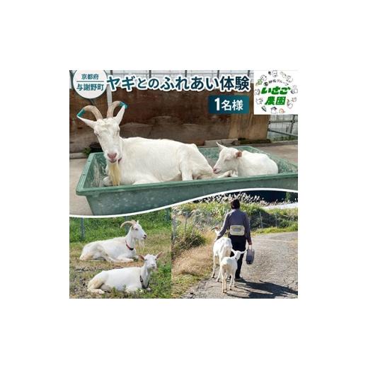 ふるさと納税 体験チケット 京都府 与謝野町 京都府与謝野町で ヤギとのふれあい体験 1名様用 1770033