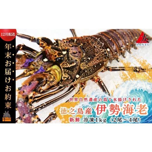 ふるさと納税 エビ 伊勢エビ 鹿児島県 徳之島町 2604 [年末お届けお約束]新鮮なまますぐ冷凍 徳之島産冷凍伊勢海老1kg(2尾〜4尾) ( 伊勢えび イセエビ 伊…