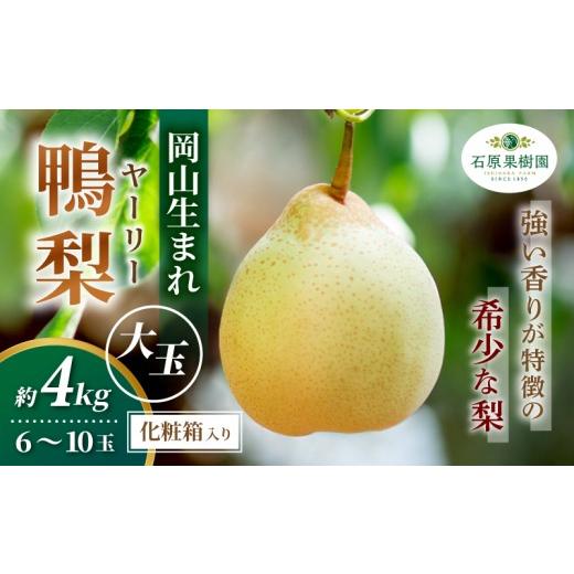 ふるさと納税 梨 岡山県 真庭市 梨 ヤーリー梨 鴨梨 先行予約 大玉6〜10玉 4kg 化粧贈答箱 赤秀 岡山県産 | ヤーリー梨 鴨梨 梨 特選品 上級品 贈り物 御歳暮 …