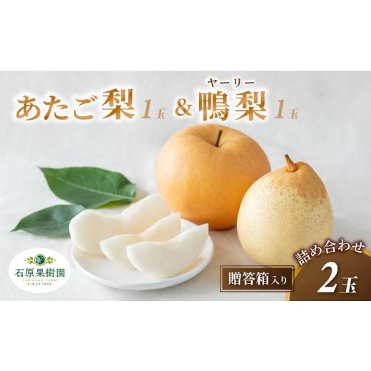 ふるさと納税 梨 岡山県 真庭市 梨 詰め合わせ あたご梨1玉 ヤーリー梨1玉 計2玉 贈答箱 赤秀 岡山県産 | 愛宕梨 ヤーリー梨 鴨梨 梨 特選品 上級品 贈り物 御…