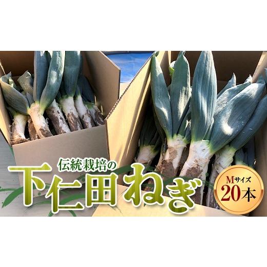 ふるさと納税 野菜類 ねぎ 群馬県 下仁田町 伝統栽培の下仁田ねぎ。寒い冬に最高のすき焼きを (M 20本) とろける 甘い ねぎ ネギ 王様ねぎ 殿様ねぎ 特産 栄…