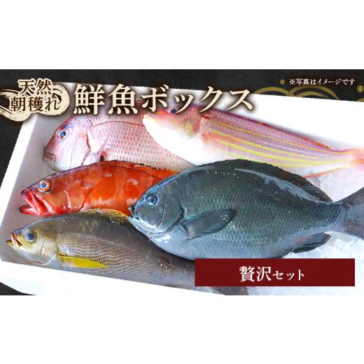 ふるさと納税 旬の鮮魚等 高知県 宿毛市 冷蔵 鮮魚 詰め合わせ 贅沢セット 贅沢セット(20,000円)