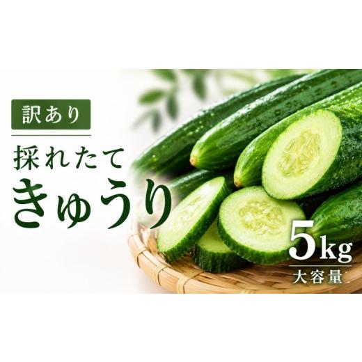 ふるさと納税 野菜類 埼玉県 羽生市 先行予約 訳あり きゅうり 5kg 胡瓜 新鮮 とれたて 野菜 やさい サラダ 冷蔵配送 冷蔵 産地直送 とれたて 徳用 10月中旬…