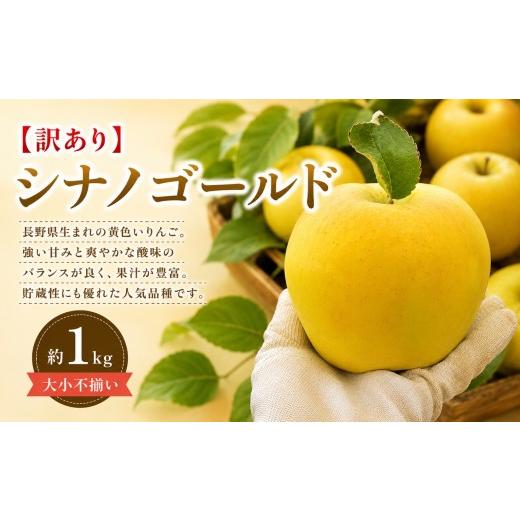 ふるさと納税 りんご 長野県 塩尻市 2026年先行予約 訳あり シナノゴールド 約1kg 10月下旬〜11月下旬頃にかけて順次発送予定 | 果物 くだもの フルーツ 林檎…