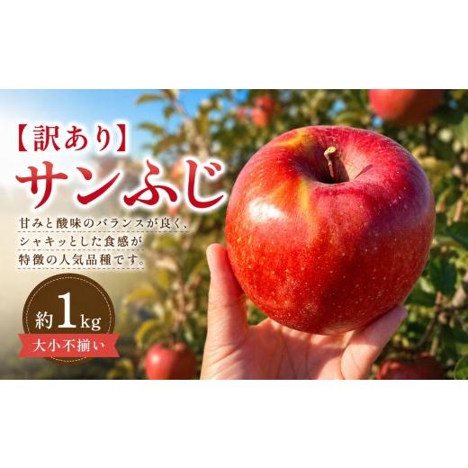 ふるさと納税 りんご 長野県 塩尻市 2026年先行予約 訳あり サンふじ 約1kg 11月下旬〜12月中旬頃にかけて順次発送予定 | 果物 くだもの フルーツ 林檎 りん…