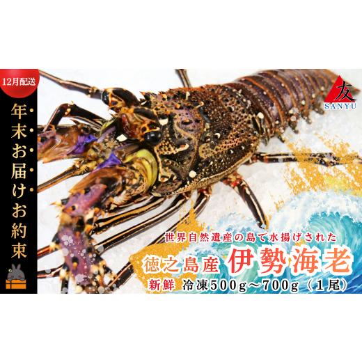 ふるさと納税 エビ 伊勢エビ 鹿児島県 徳之島町 2606 [年末お届けお約束]新鮮なまますぐ冷凍 徳之島産冷凍伊勢海老1尾(500g~700g) ( 伊勢えび イセエビ …