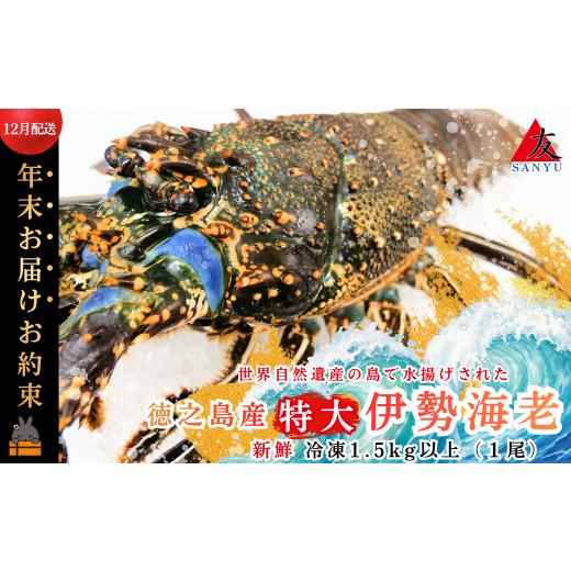 ふるさと納税 エビ 伊勢エビ 鹿児島県 徳之島町 2607 [年末お届けお約束]新鮮なまますぐ冷凍 徳之島産冷凍“特大"伊勢海老1尾(1.5kg以上) ( 伊勢えび イ…