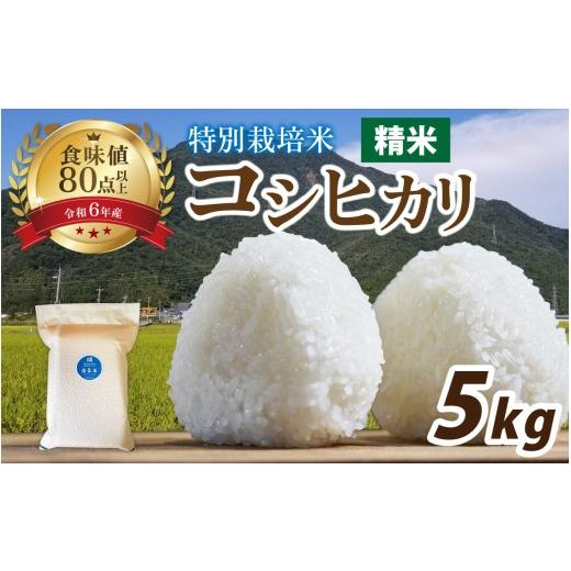 ふるさと納税 米 コシヒカリ 福井県 南越前町 令和7年産 南条米 特別栽培米コシヒカリ 真空パック 5kg / コシヒカリ こしひかり 小分け 精米 白米 お米 こめ…