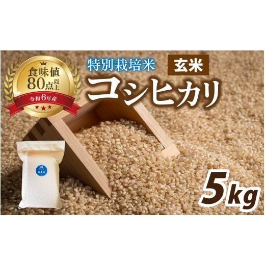 ふるさと納税 米 コシヒカリ 福井県 南越前町 令和7年産 南条米 特別栽培米コシヒカリ 真空パック 玄米5kg / コシヒカリ こしひかり 小分け お米 こめ コメ