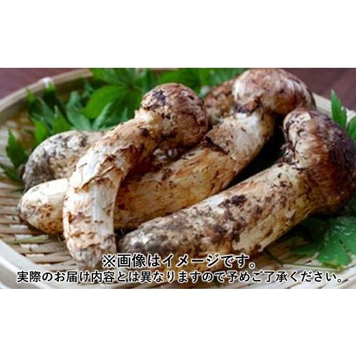 ふるさと納税 野菜類 きのこ 岩手県 久慈市 久慈産天然松茸「特選」100g 「特選」100g