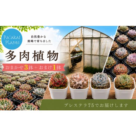 ふるさと納税 雑貨・日用品 苗木 茨城県 鹿嶋市 多肉植物 ガーデニング 植物 園芸 数量限定 4鉢 たにくしょくぶつ エケベリア エケベリア属 gardening 四季折…