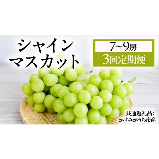 ふるさと納税 ぶどう マスカット 茨城県 城里町 3回定期便 シャインマスカット 7〜9房(約5kg) (県内共通返礼品:かすみがうら市産) マスカット しゃいんますか…