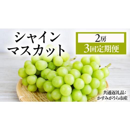 ふるさと納税 ぶどう マスカット 茨城県 城里町 3回定期便 シャインマスカット 2房 (県内共通返礼品:かすみがうら市産) マスカット しゃいんますかっと 皮ご…