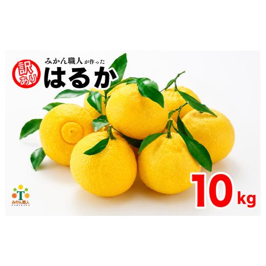 ふるさと納税 果物類 みかん 愛媛県 愛南町 先行予約 訳あり はるか 10kg なくなり次第終了 柑橘 かんきつ 期間限定 みかん 蜜柑 冬 糖度 みかん職人武田屋 …
