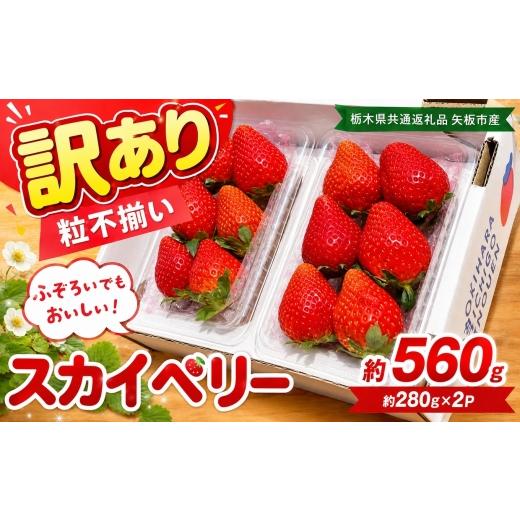 ふるさと納税 いちご 栃木県 下野市 訳あり 粒不揃い スカイベリー 560g (280g×2P) | 栃木県共通返礼品 矢板市産 いちご 果物 フルーツ 栃木県下野市