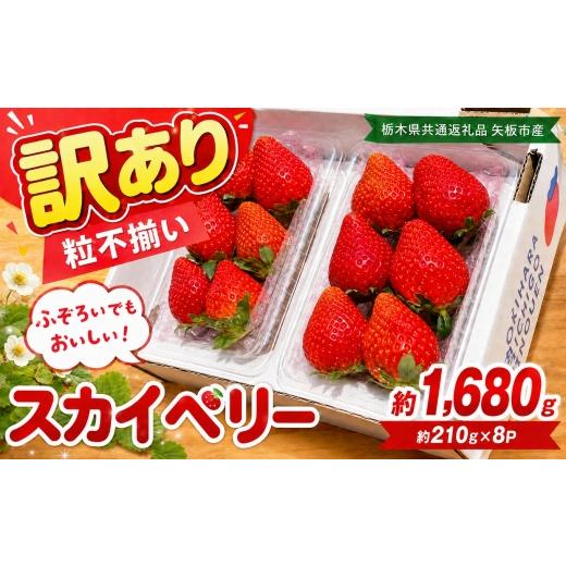 ふるさと納税 いちご 栃木県 下野市 訳あり 粒不揃い スカイベリー 1,680g (280g×6P) | 栃木県共通返礼品 矢板市産 いちご 果物 フルーツ 栃木県下野市