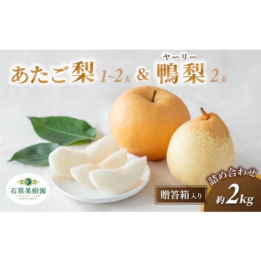ふるさと納税 梨 岡山県 真庭市 梨 詰め合わせ あたご梨1〜2玉 ヤーリー梨2玉 計2kg 贈答箱 赤秀 岡山県産 | 愛宕梨 ヤーリー梨 鴨梨 梨 特選品 上級品 贈り物…