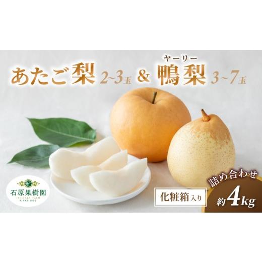 ふるさと納税 梨 岡山県 真庭市 梨 詰め合わせ あたご梨2〜3玉 ヤーリー梨3〜7玉 計4kg 化粧贈答箱 赤秀 岡山県産 | 愛宕梨 ヤーリー梨 鴨梨 梨 特選品 上級品…