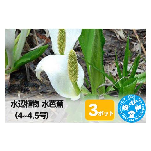 ふるさと納税 花・苗木 群馬県 邑楽町 水辺植物 水芭蕉(4〜4.5号)×3ポット 株式会社チャーム charm ビオトープ ガーデニング 水辺植物 その他水辺植物 植物…