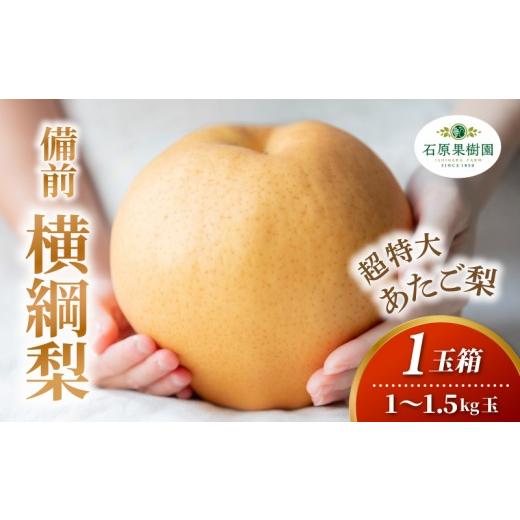 ふるさと納税 梨 岡山県 真庭市 備前横綱梨 あたご梨 1玉箱 赤秀 1〜1.5kg玉 岡山県産 | あたご梨 愛宕梨 梨 特選品 上級品 贈り物 御歳暮 果物 くだもの フル…
