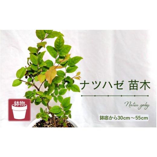 ふるさと納税 雑貨・日用品 苗木 福井県 美浜町 先行予約 ナツハゼ苗木(鉢物)鉢底から約30〜55cm 2027年4月中旬以降順次発送予定 なつはぜ お花 花 はな フ…