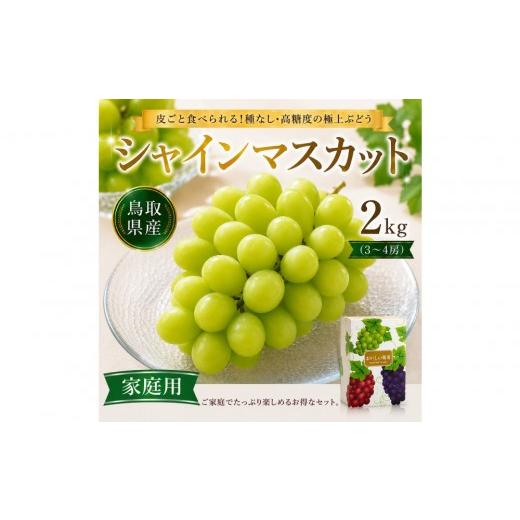 ふるさと納税 ぶどう マスカット 鳥取県 北栄町 鳥取県産 シャインマスカット 2kg (3〜4房)家庭用 期間限定(9月20日まで)