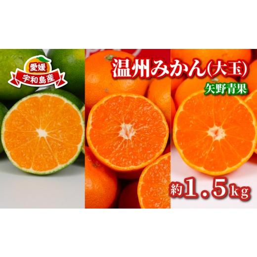 ふるさと納税 果物類 みかん 愛媛県 宇和島市 大玉 温州みかん 約1.5kg 矢野青果 極早生 早生 南柑20号 フルーツ 柑橘 蜜柑 mikan 温州 うんしゅう わせ 早生…