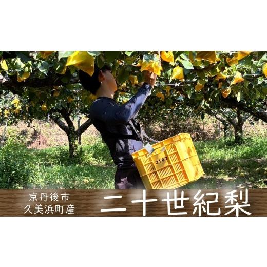 ふるさと納税 梨 京都府 京丹後市 先行予約 京丹後産 二十世紀梨 5kg(11〜16個)(2026年8月下旬〜発送))二十世紀梨 20世紀梨 梨 京丹後 なし 秋 PB00…