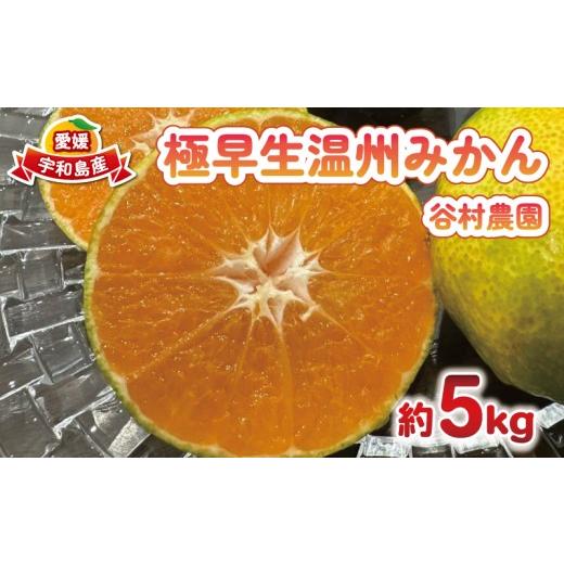 ふるさと納税 果物類 みかん 愛媛県 宇和島市 温州みかん 極早生 5kg 谷村農園 温州 愛媛みかん 愛媛蜜柑 愛媛ミカン みかん うんしゅう ミカン 蜜柑 mikan 果…