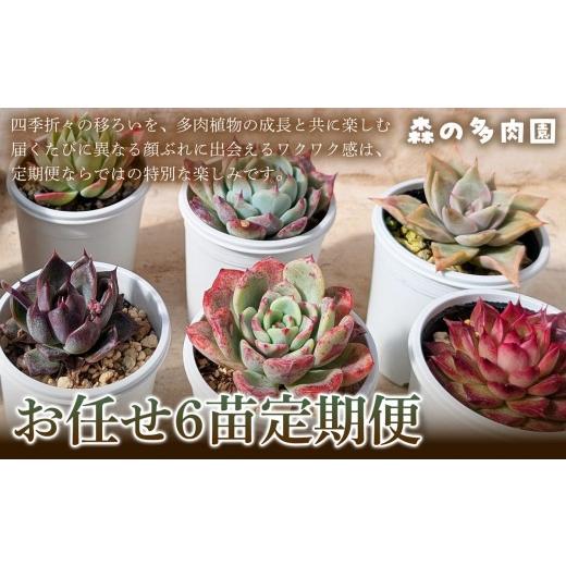 ふるさと納税 雑貨・日用品 三重県 名張市 何が届くかお楽しみ 色づきの美しい多肉植物お任せ6苗6か月定期便 多肉植物 多肉 植物 家庭菜園 初心者 簡単 厳選 …
