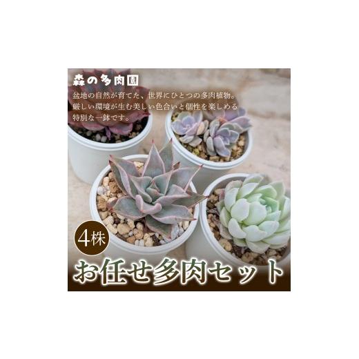 ふるさと納税 雑貨・日用品 三重県 名張市 初めての方にも育てやすい 色づきの美しい多肉植物お任せ多肉セット(4株) 1セット 多肉植物 多肉 植物 家庭菜園 …