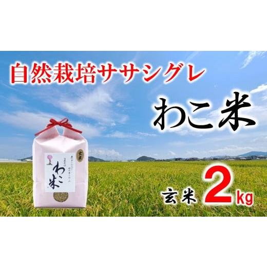 ふるさと納税 米 ササニシキ 石川県 羽咋市 玄米 2kg ササシグレ 自然栽培 幻 お米 自然栽培米 令和8年産 数量限定 石川県産 米 環境 こだわり 1袋 ささしぐれ…