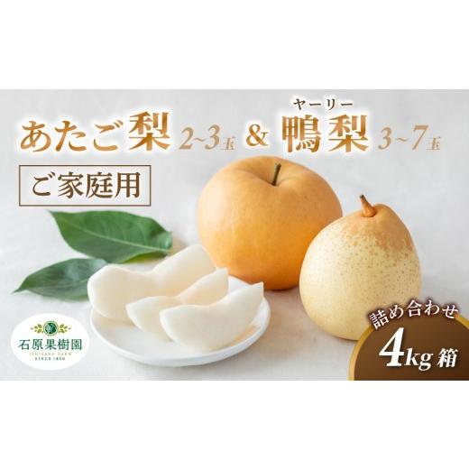 ふるさと納税 梨 岡山県 真庭市 家庭用 詰め合わせ 4kg箱 青秀 あたご梨2〜3玉・ヤーリー梨3〜7玉 岡山県産 | あたご梨 愛宕梨 ヤーリー梨 鴨梨 梨 ご家庭用 …