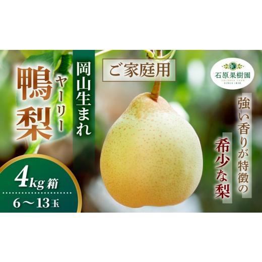 ふるさと納税 梨 岡山県 真庭市 家庭用 ヤーリー梨 4kg箱 青秀 6〜13玉 岡山県産 | ヤーリー梨 鴨梨 梨 ご家庭用 ご自宅用 御歳暮 果物 くだもの フルーツ 石…