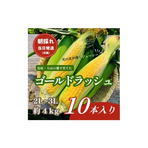 ふるさと納税 とうもろこし 鳥取県 伯耆町 朝採れ当日発送 大山スイートコーン10本|2L〜3Lサイズ(約4kg)|ゴールドラッシュ 1745547