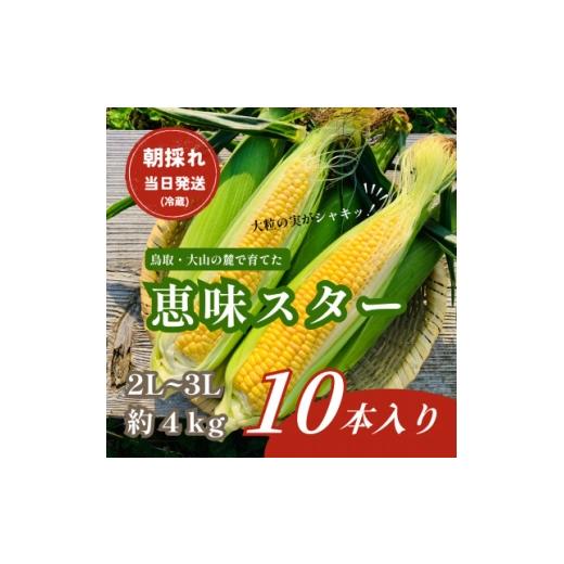 ふるさと納税 とうもろこし 鳥取県 伯耆町 朝採れ当日発送 大山スイートコーン10本|2L〜3Lサイズ(約4kg)|恵味スター 1745548